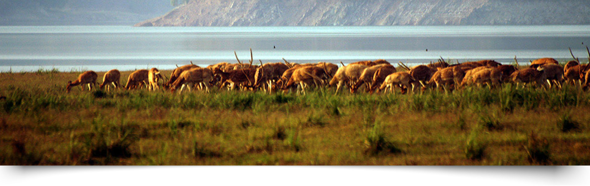 About Jim Corbett