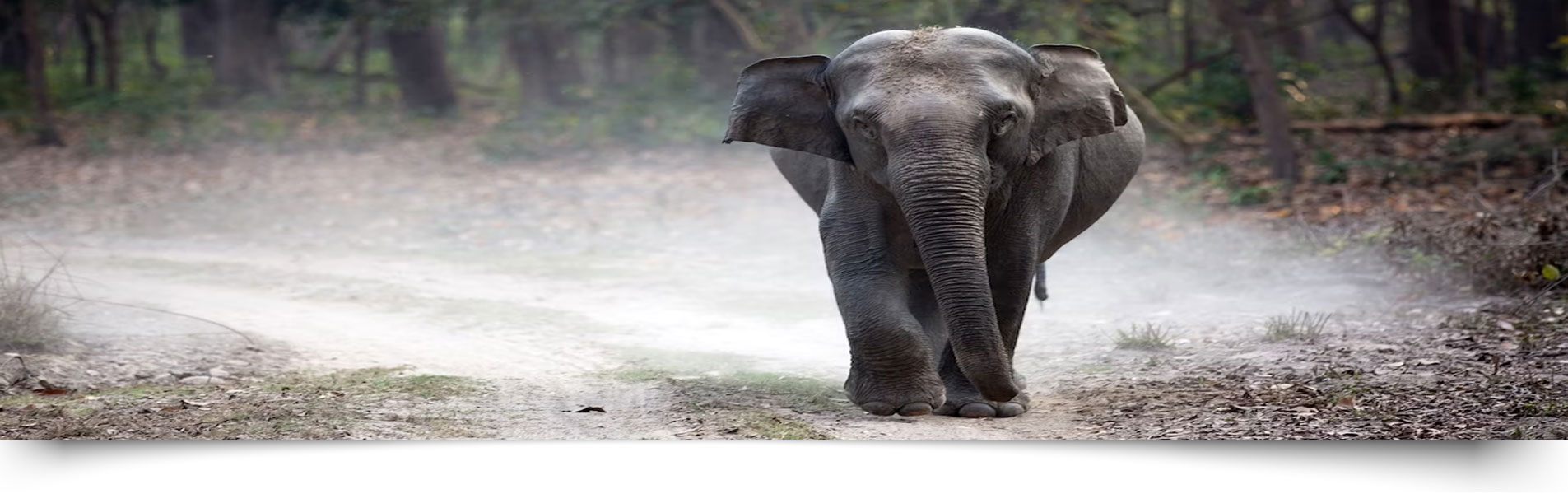 Best Time to Visit Jim Corbett